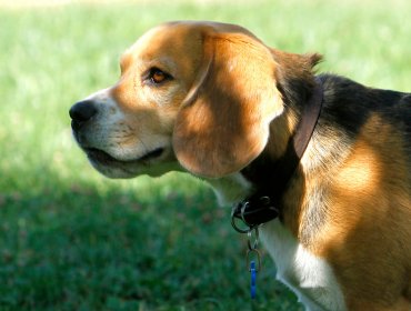 Mascota Protegida llama a evitar uso de pirotecnia para proteger a los animales durante Año Nuevo