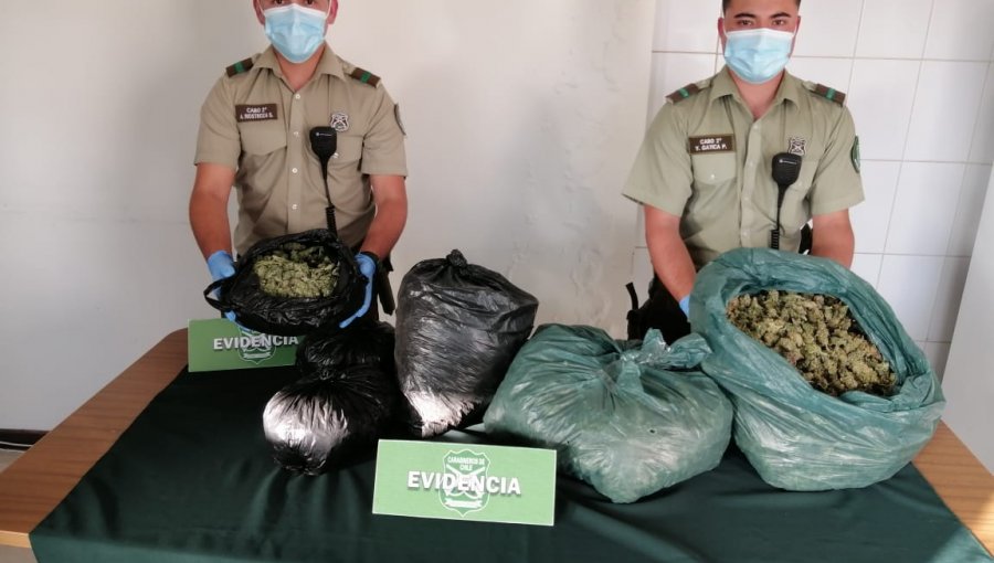 En prisión preventiva quedó sujeto que fue sorprendido trasladando 11 kilos de cannabis sativa en un auto en La Ligua