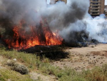 Incendio consume pastizal y matorral en sector de Villa Rukan en Reñaca Alto