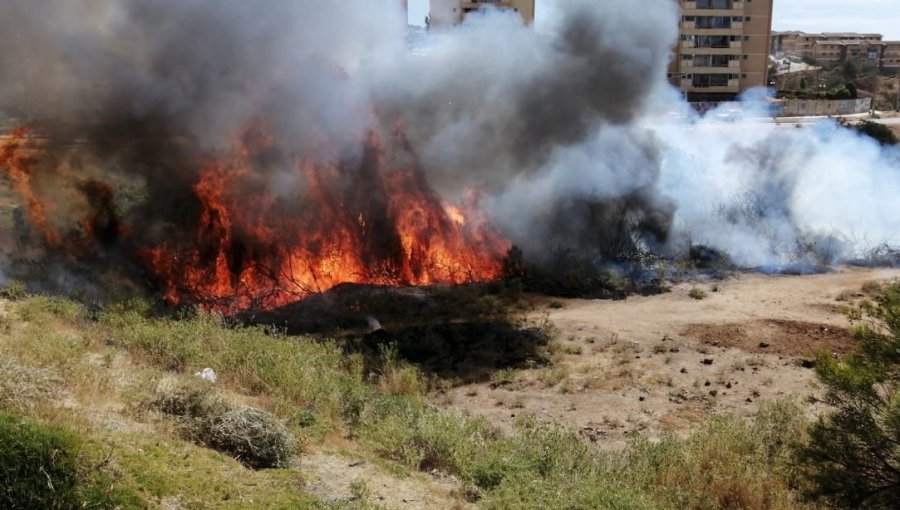 Incendio consume pastizal y matorral en sector de Villa Rukan en Reñaca Alto