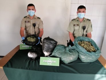 En prisión preventiva quedó sujeto que fue sorprendido trasladando 11 kilos de cannabis sativa en un auto en La Ligua