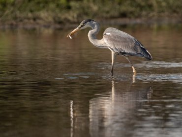 Piden reconsiderar retiro de la resolución para declarar Santuario a Humedal Salinas y Dunas de Longotoma