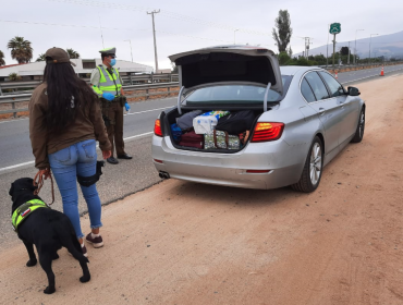 Perro policial detecta droga en auto fiscalizado en la ruta 5 Norte: más de 2 kilos de marihuana