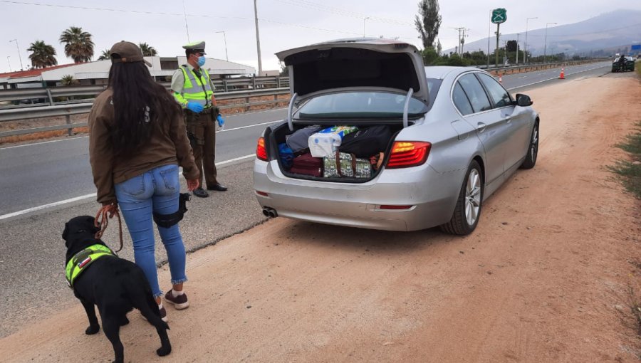 Perro policial detecta droga en auto fiscalizado en la ruta 5 Norte: más de 2 kilos de marihuana