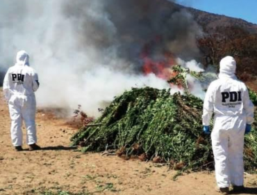 3.602 plantas de cannabis sativa fueron incautadas desde una quebrada en Zapallar