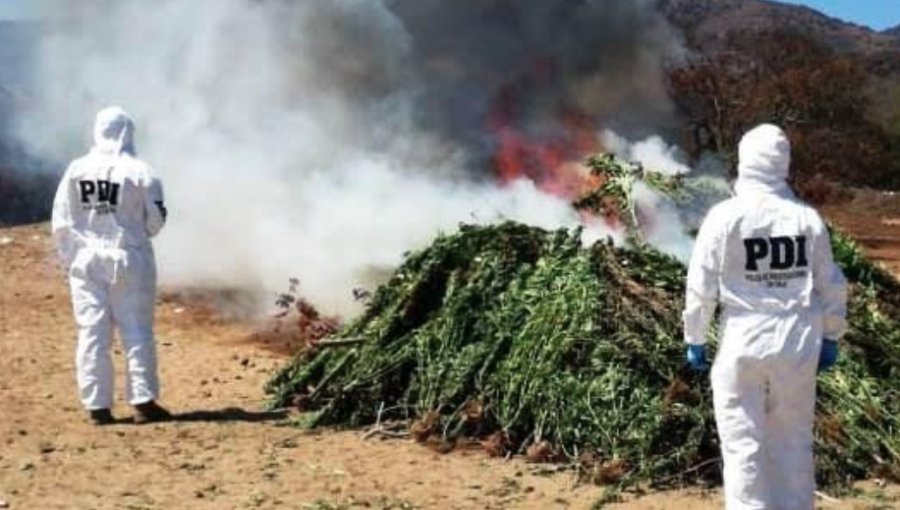 3.602 plantas de cannabis sativa fueron incautadas desde una quebrada en Zapallar