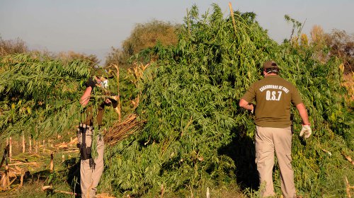 Descubren megaplantación de más de 15.000 matas de marihuana en la comuna de Molina