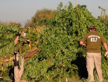 Descubren megaplantación de más de 15.000 matas de marihuana en la comuna de Molina