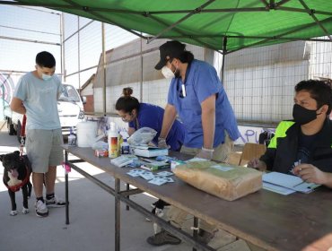 Operativos de desparasitación y de chipeo de mascotas fueron trasladados a los cerros de Valparaíso