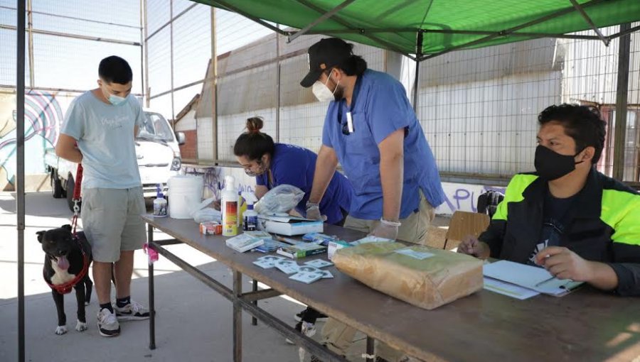 Operativos de desparasitación y de chipeo de mascotas fueron trasladados a los cerros de Valparaíso