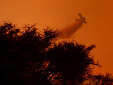 Diputados presentan proyecto para recuperar los bosques tras incendios forestales