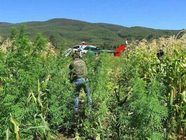 Detectan plantación de marihuana avaluada en $3.362 millones en Illapel