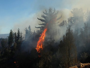 Siete incendios forestales se encuentran activos en el país: Cerca de 7 mil hectáreas consumidas