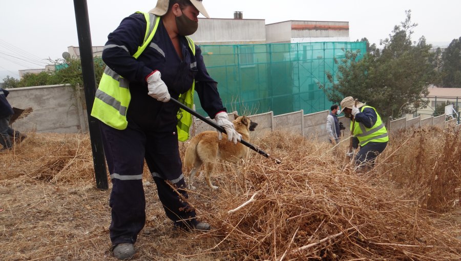 Construyen cortafuegos para proteger a más de mil viviendas ante incendios forestales en Villa Alemana