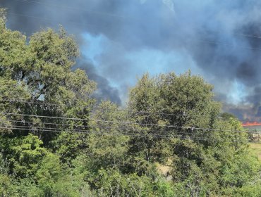 Violento incendio forestal se registra a un costado de la Ruta 5 Sur en La Araucanía