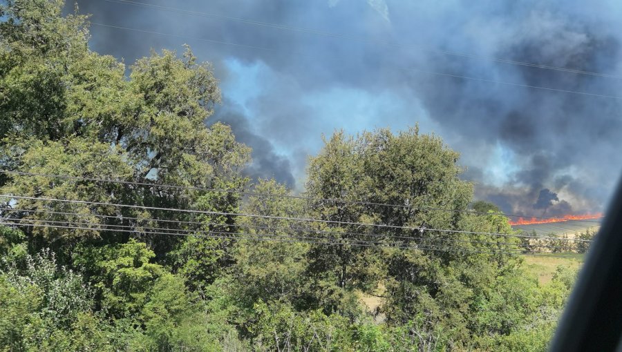 Violento incendio forestal se registra a un costado de la Ruta 5 Sur en La Araucanía