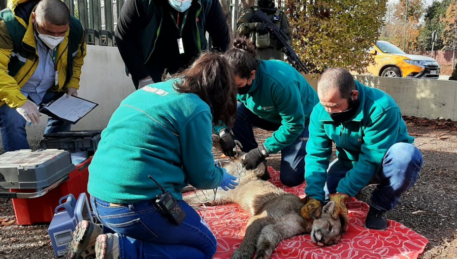 SAG reforzó dotación ante alza de casos de presencia de fauna silvestre en zonas urbanas