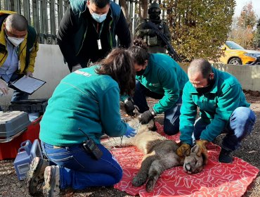 SAG reforzó dotación ante alza de casos de presencia de fauna silvestre en zonas urbanas