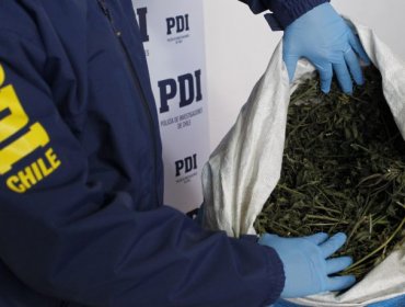 PDI Los Andes incauta cargamento de droga avaluada en $3.600 millones