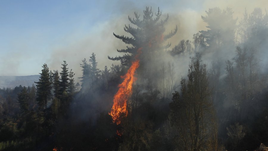 Ministerio de Agricultura destaca baja del 40% en hectáreas quemadas por incendios forestales