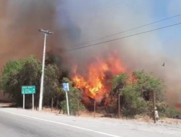 Declaran Alerta Roja para la comuna de Monte Patria por incendio forestal cercano a sectores habitados