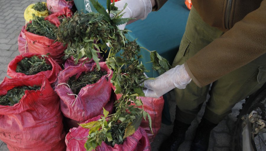 Carabineros logra incautar más de 10 mil kilos de marihuana en La Ligua