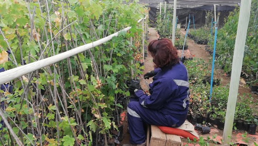 Conaf impulsa producción y mantención de especies arbóreas en la provincia de Petorca