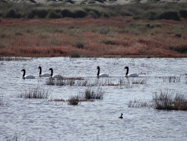 Conaf inicia monitoreo de la calidad del agua en humedales de la región de Valparaíso