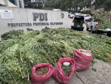 3.550 plantas de marihuana en crecimiento y 50 kilos procesados fueron incautados en Casablanca