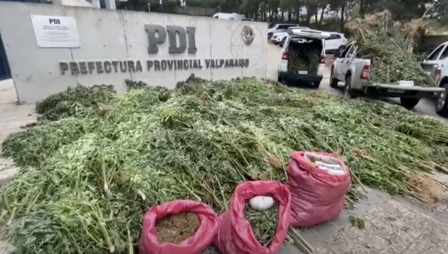 3.550 plantas de marihuana en crecimiento y 50 kilos procesados fueron incautados en Casablanca