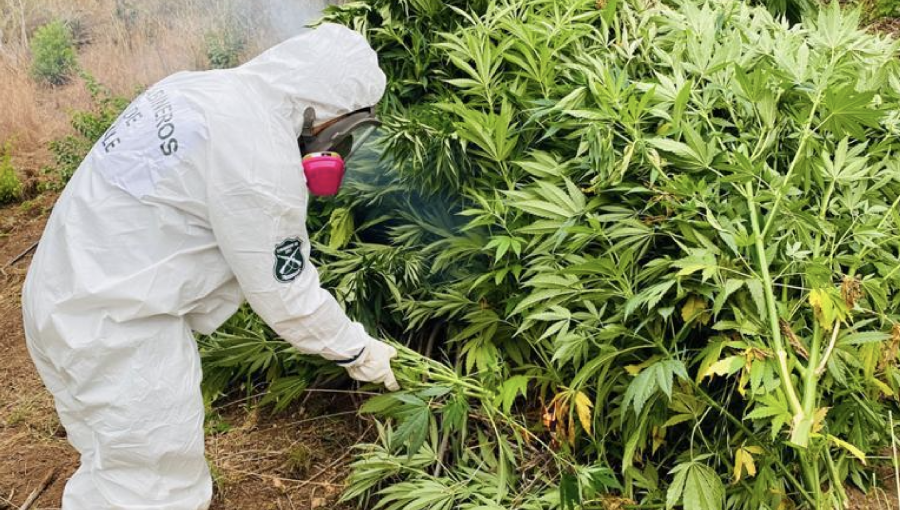 Incautan 1.082 plantas de cannabis sativa desde tres canchas en la comuna de La Ligua