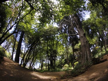 Consejo de Defensa del Estado valoró fallo que prohibe actividades agricolas en suelos de bosque nativo