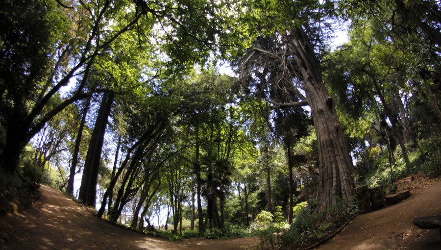 Consejo de Defensa del Estado valoró fallo que prohibe actividades agricolas en suelos de bosque nativo