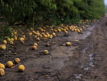 Fedefruta valoró medidas del Ministerio de Agricultura para compensar daños por sistema frontal