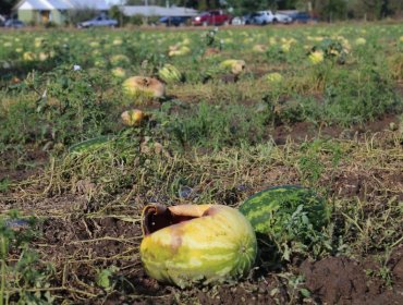 Gobierno decreta zona de emergencia agrícola tras lluvias en las regiones de O'Higgins y el Maule