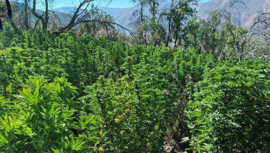 Hallan extenso cultivo de cannabis sativa en quebrada de Cabildo: 3.270 plantas serán incineradas