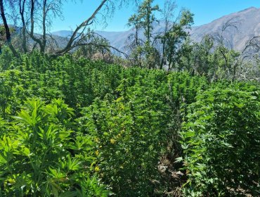 Hallan extenso cultivo de cannabis sativa en quebrada de Cabildo: 3.270 plantas serán incineradas