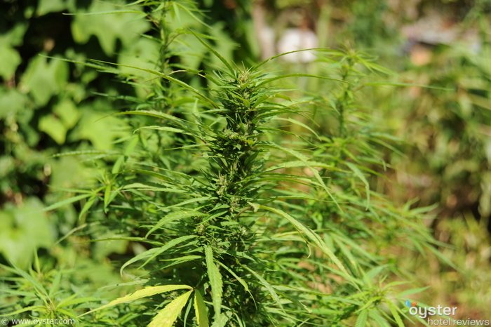 Restricciones a raíz del Covid-19 provocan escasez de marihuana en Jamaica