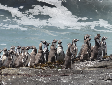 Conaf registró 941 pingüinos de Humboldt en el Monumento Natural Isla Cachagua