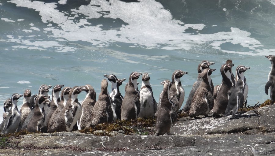 Conaf registró 941 pingüinos de Humboldt en el Monumento Natural Isla Cachagua