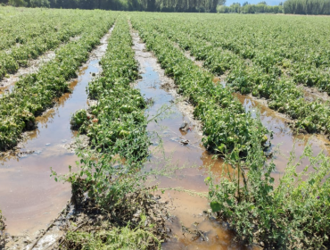 Comienza entrega de ayuda monetaria a agricultores afectados por sistema frontal de enero