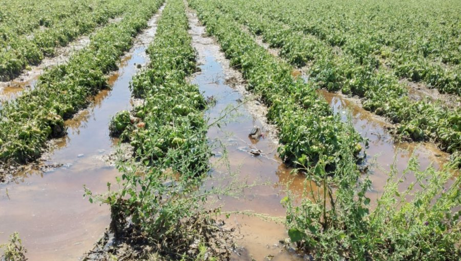 Comienza entrega de ayuda monetaria a agricultores afectados por sistema frontal de enero