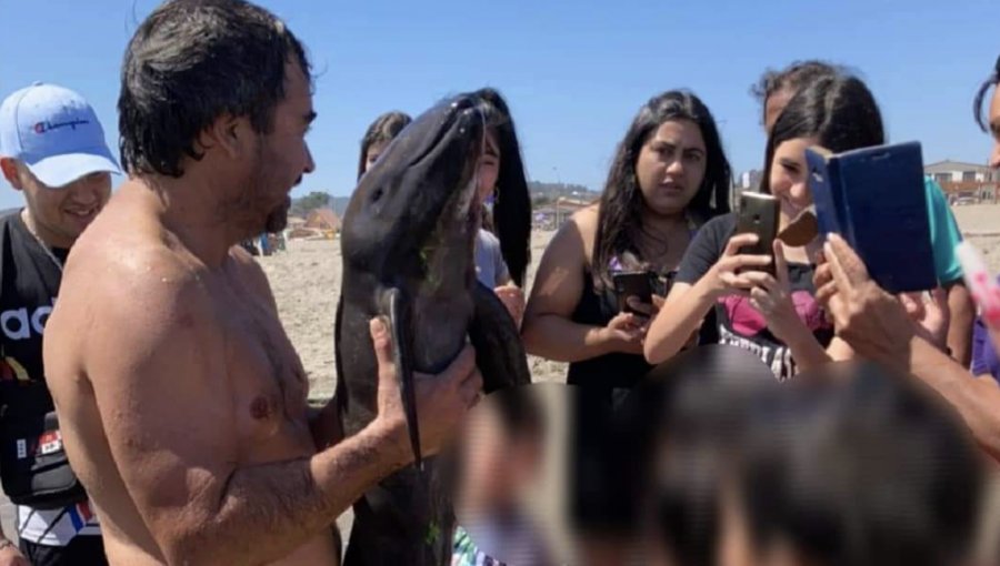 Cría de marsopa muere mientras bañistas se tomaban selfies en playa de El Tabo