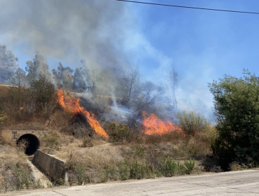 Incendio forestal consumió unos 1.000 metros cuadrados de arbusto de pastizal en Concón