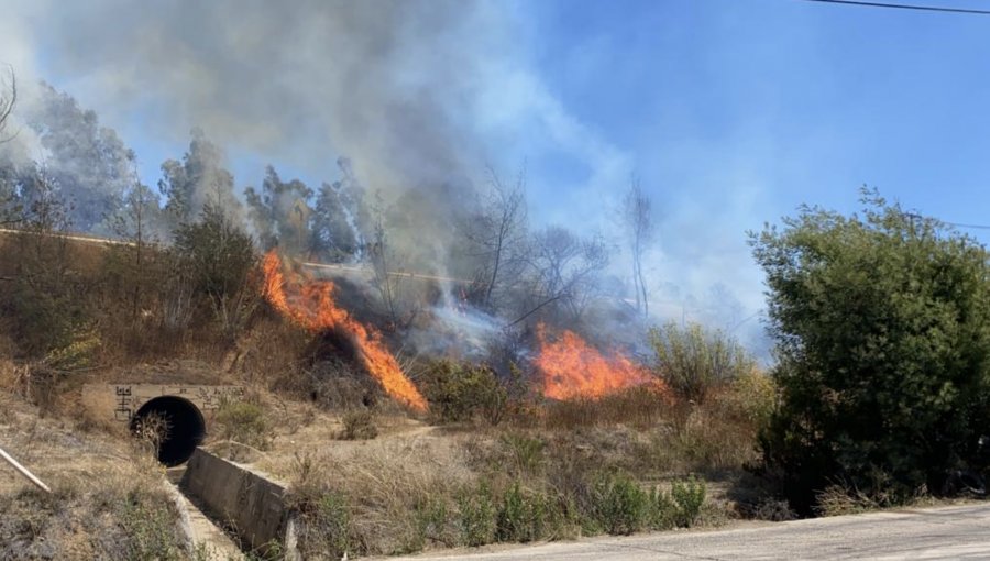 Incendio forestal consumió unos 1.000 metros cuadrados de arbusto de pastizal en Concón