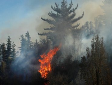 Declaran Alerta Temprana Preventiva para la región de La Araucanía por amenaza de incendio forestal