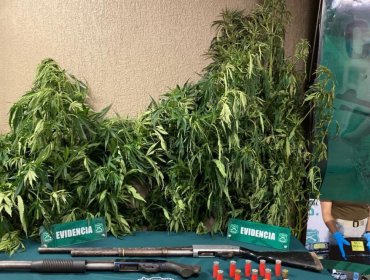 Incautan casi 10 mil plantas de marihuana en Hijuelas: avalúo superaría los $22 mil millones