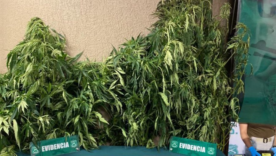 Incautan casi 10 mil plantas de marihuana en Hijuelas: avalúo superaría los $22 mil millones