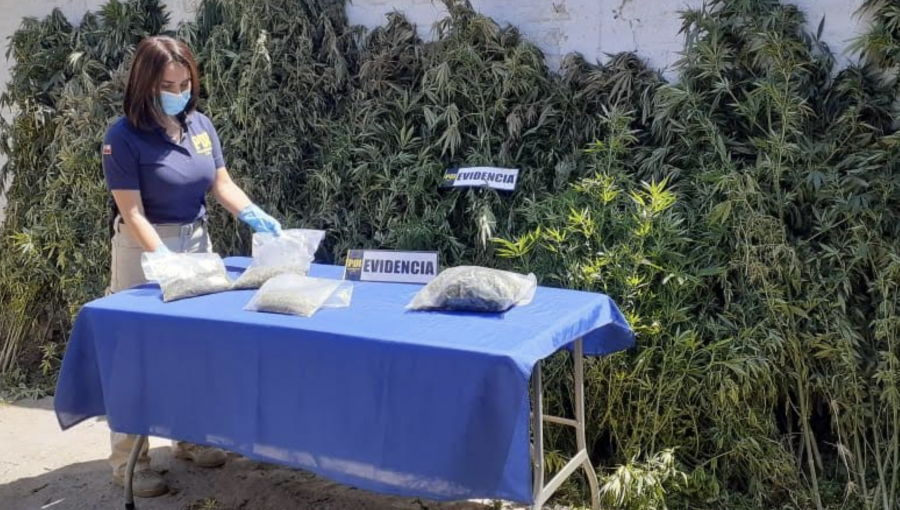 501 plantas y 291 kilos de marihuana en proceso de secado fueron incautados en zona rural de Limache