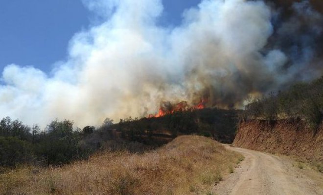 Mantienen la Alerta Roja en Curacaví por incendio forestal que ha consumido 500 hectáreas